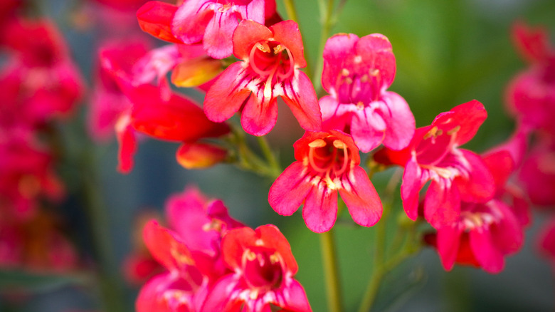 Red blooms of Penstemon schmidel