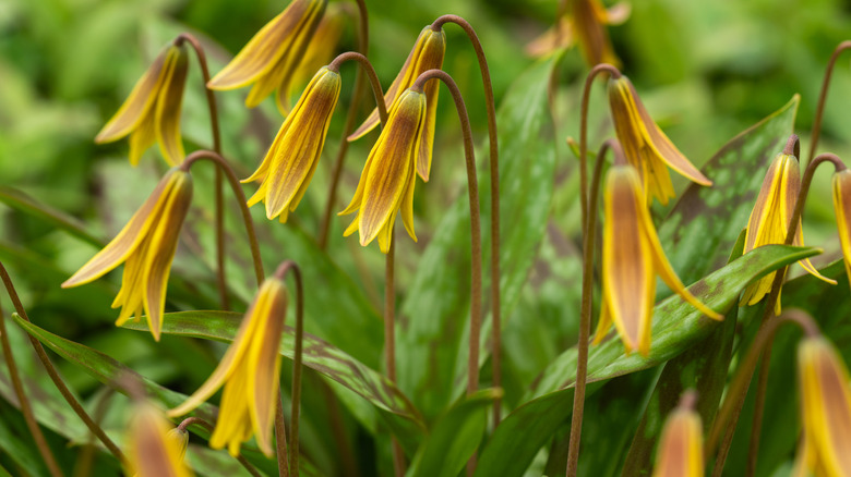 Yellow trout lily flowers in garden