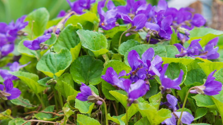 Violet flowers growing in garden