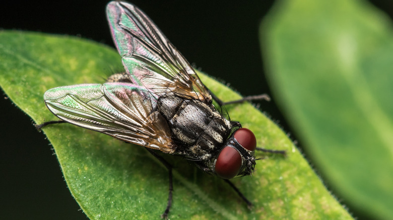 House fly on green leaf 