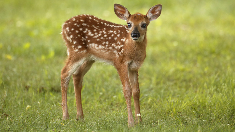 White-tailed deer fawn