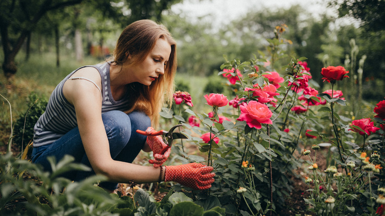 Woman tending to roses in her garden