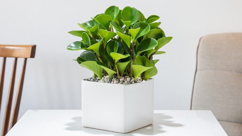 baby rubber plant indoors