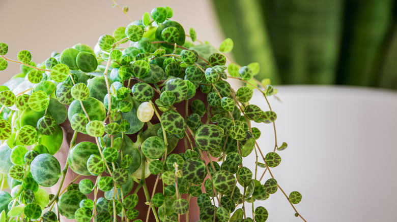 string of turtles plant