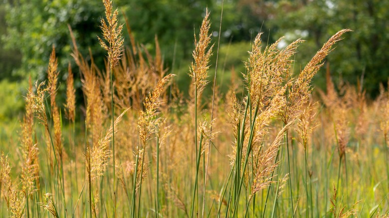 Plants That Need To Be Watered Constantly