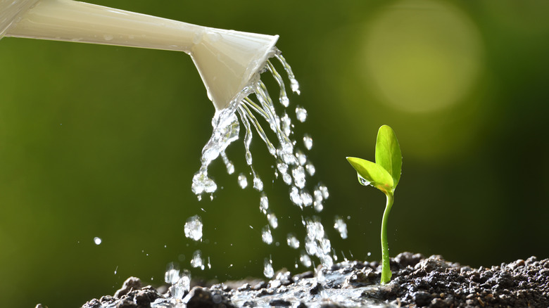 watering can watering plant bud