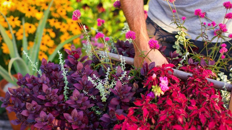 Alteranthera, coleus, gomphrena and lotus vine in a container