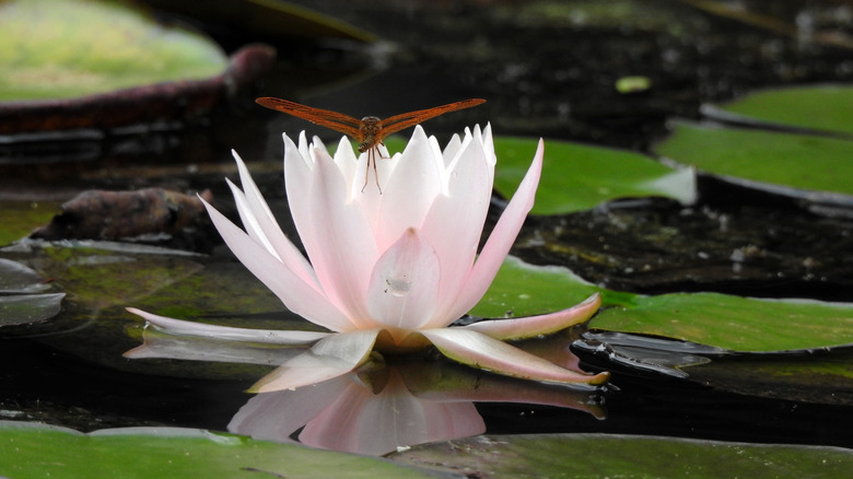 American white waterlily with dragonfly