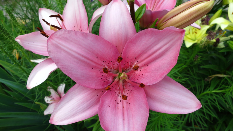 Pink asiatic liliy in bloom