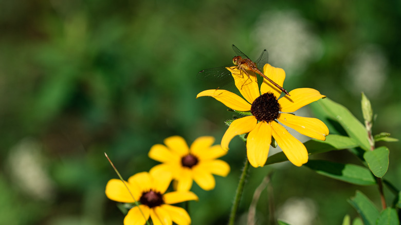 Black-eyed Susan and dragonfly