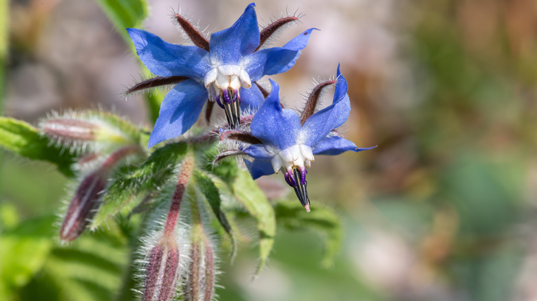 Borage flowering with blue blossoms