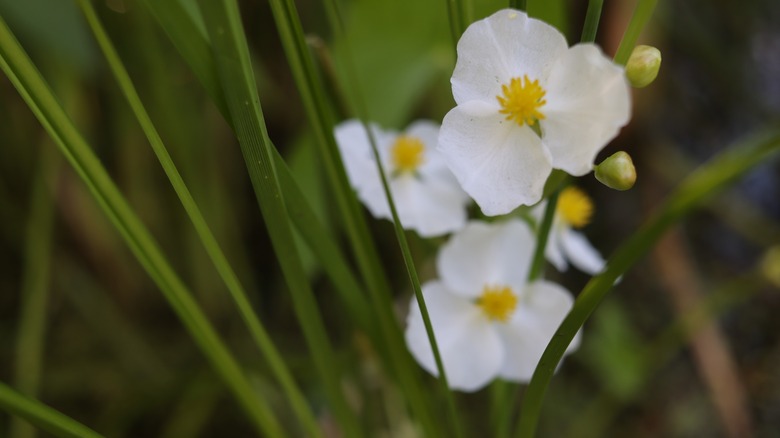 Broadleaf arrowhead plant in bloom