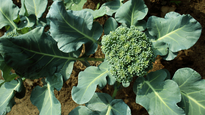 Broccoli plant in vegetable garden