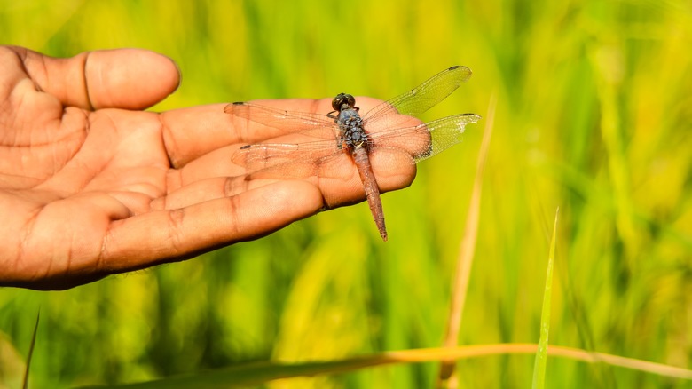 Dragonfly on a human hand