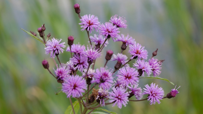 Ironweed plant in purple bloom