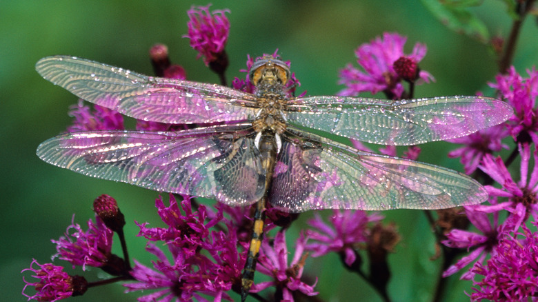 Joe-Pye weed with dragonfly