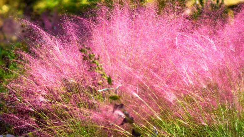 Muhly grass with pink foliage