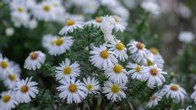 New York Aster