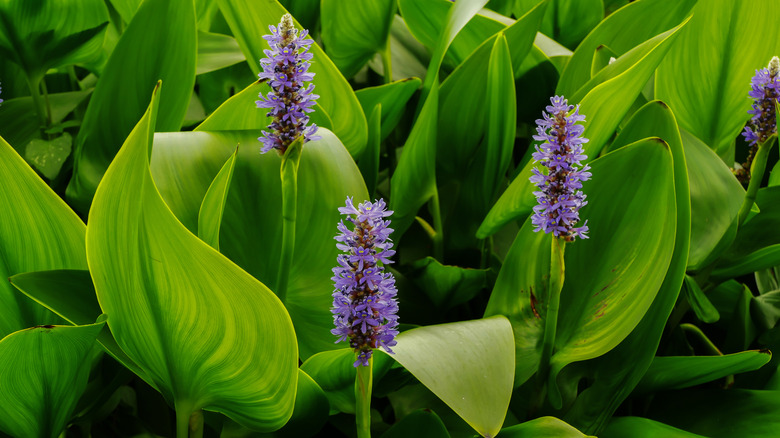 Pickerel weed with blue flowers