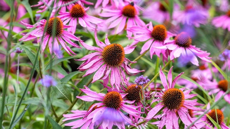 Many purple coneflowers planted together