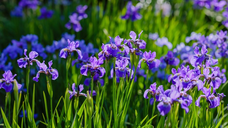 Siberian iris in purple bloom