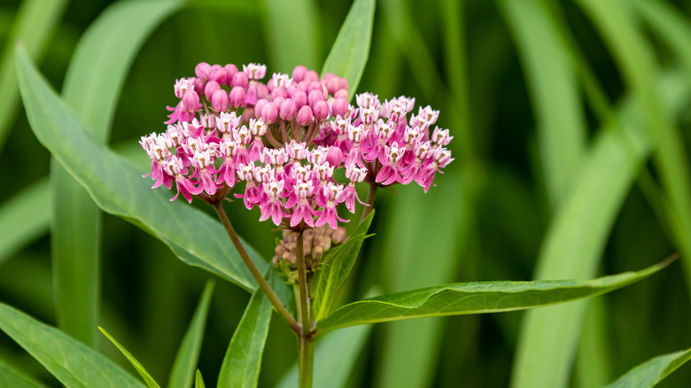 Swamp milkweed pink flowers