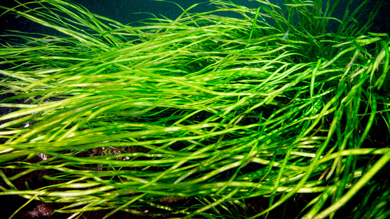 Wild celery underwater plant