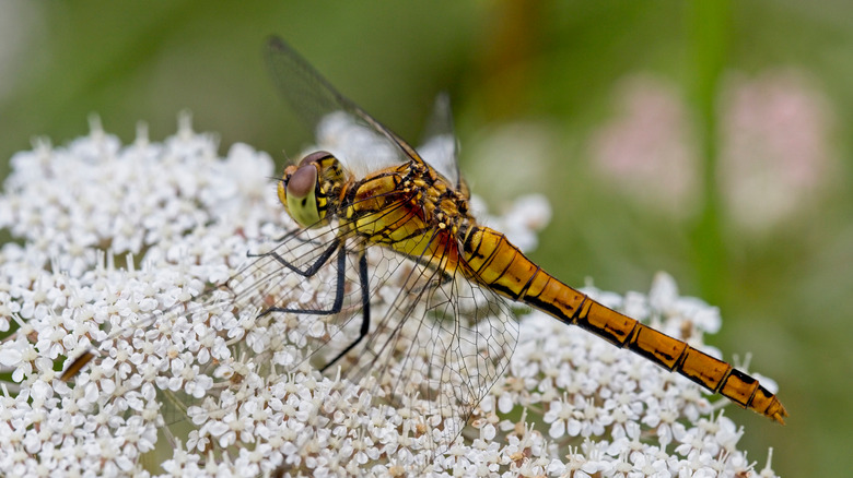 Yarrow plant with dragonfly