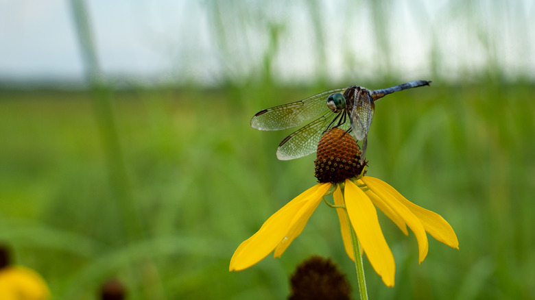 Yellow coneflower with perching dragonfly