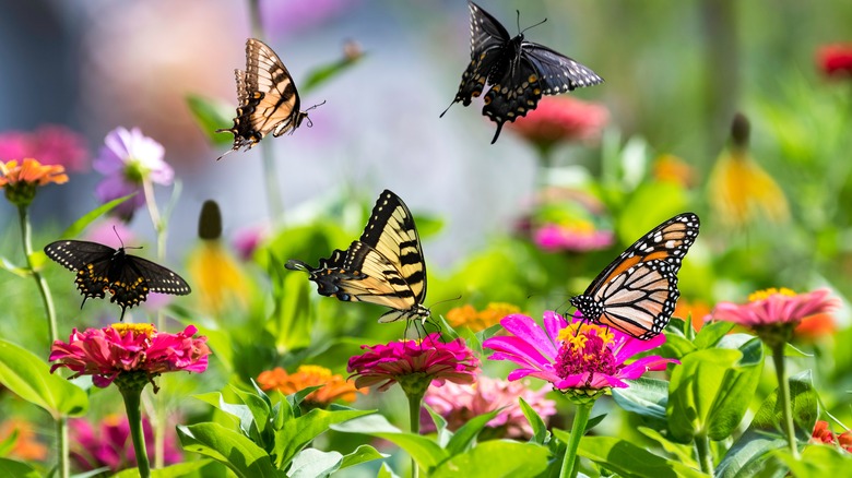 Butterfly species feeding on flowers