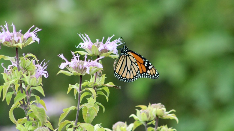 Monarch on Joe Pye weed
