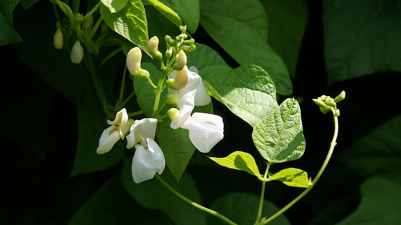 Runner beans with white flowers