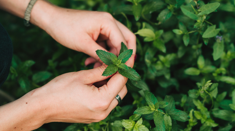 Person picking mint from garden