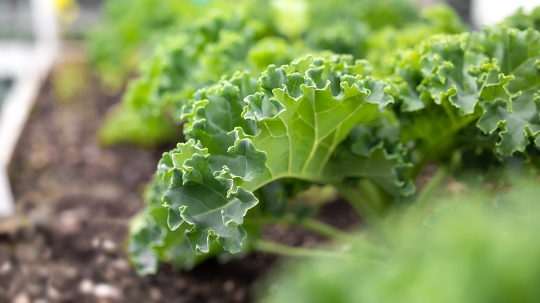 Kale growing in a planter