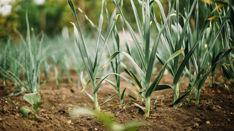 Onions being grown on farmland