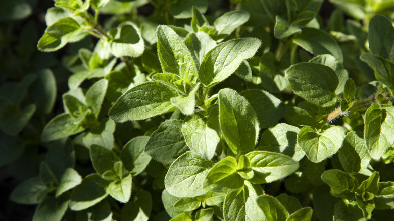 Oregano planted in partial shade