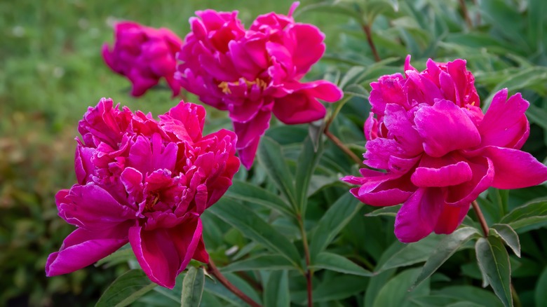 Large pink peony blooms