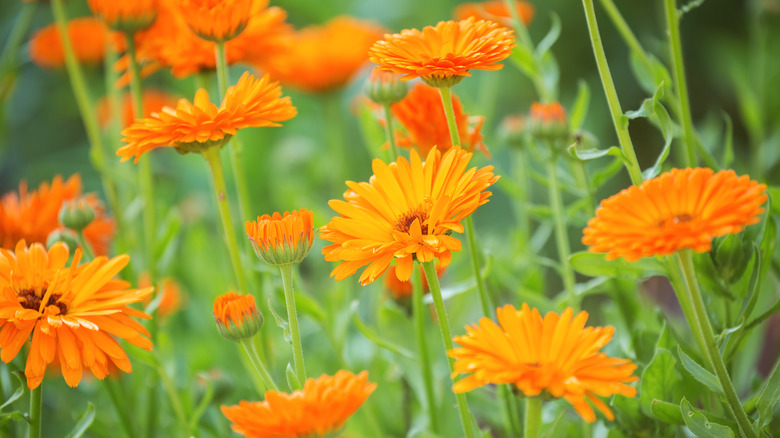 Pot marigolds blooming orange