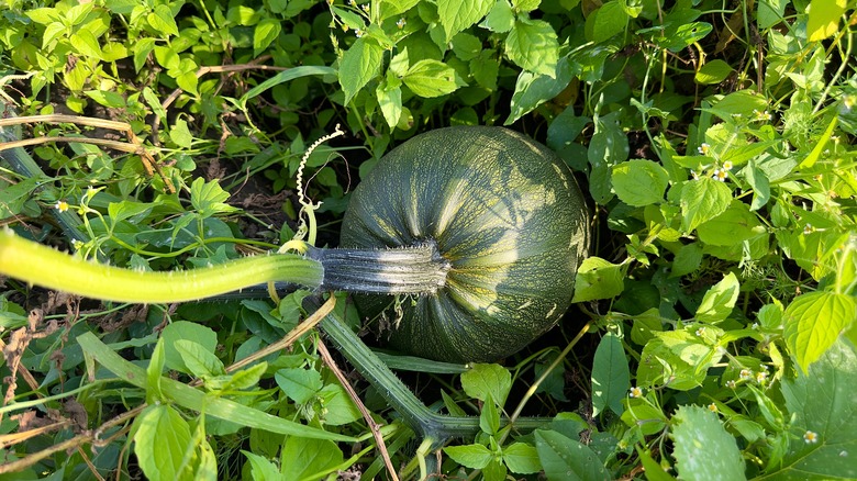 Small green pumpkin growing