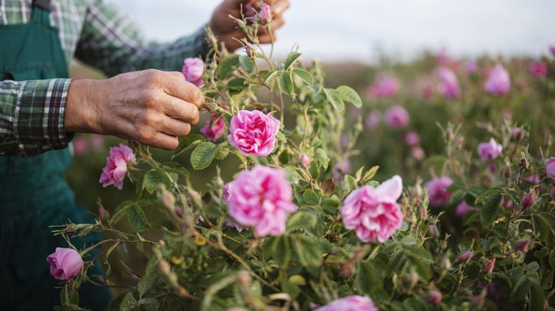 Pink roses being handled
