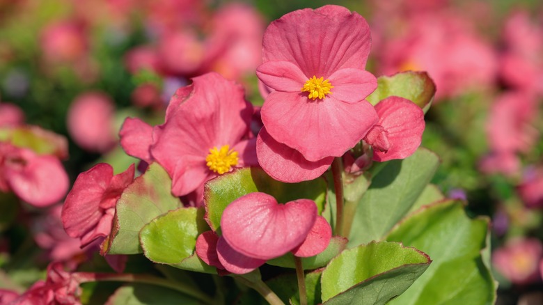 Pink wax begonia flowers blooming