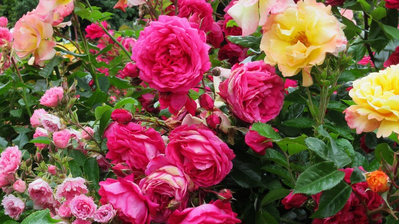 colorful roses