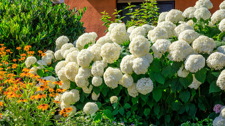 White hydrangeas blooming in yard