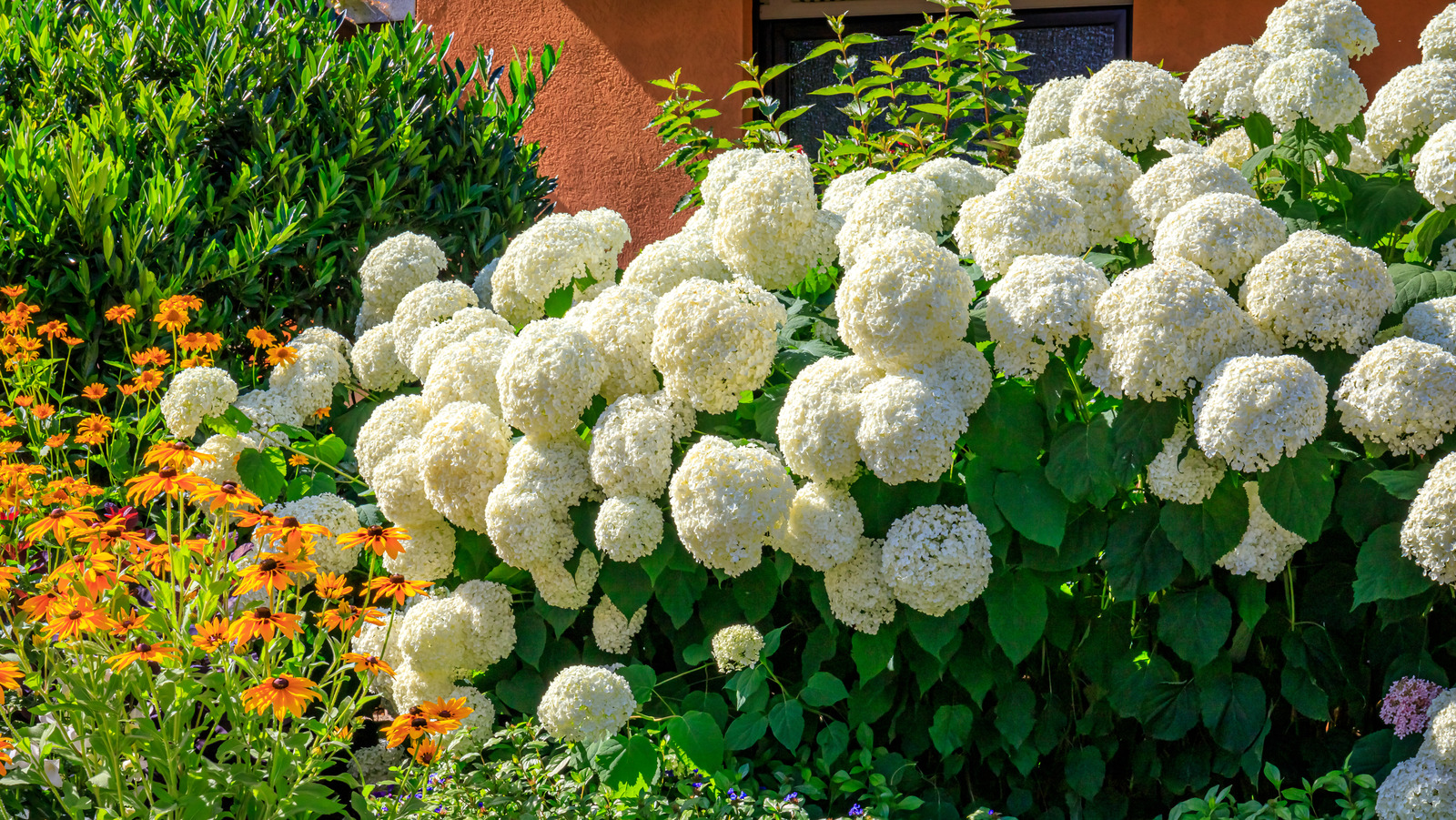 Hydrangea plants deals