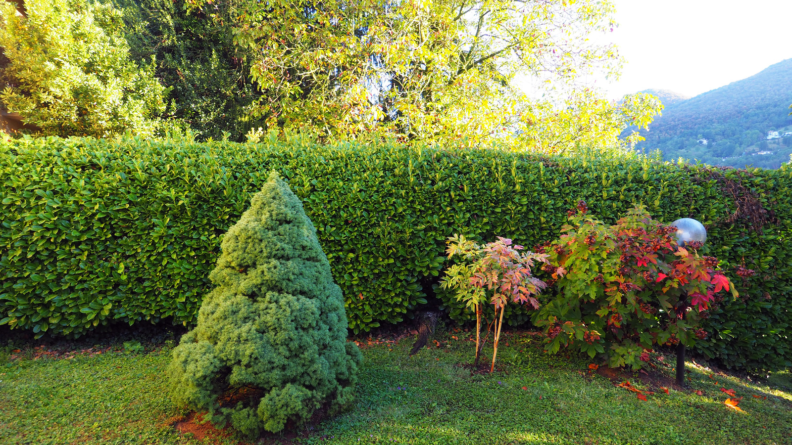 Plants To Consider When Looking To Add Privacy To Your Yard