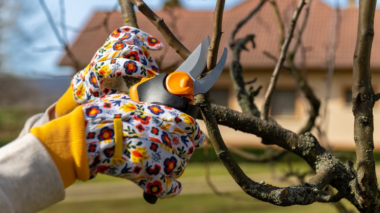 woman pruning dormant tree