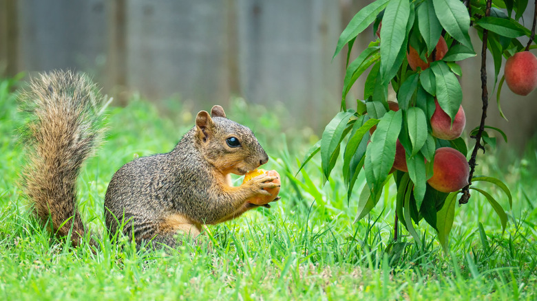 Squirrel eating fruit