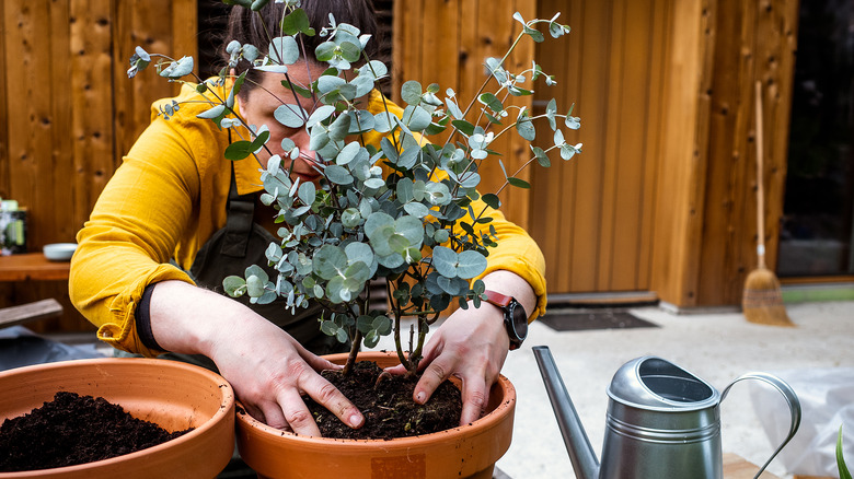 Gardener tending to a potted Eucalyptus plant