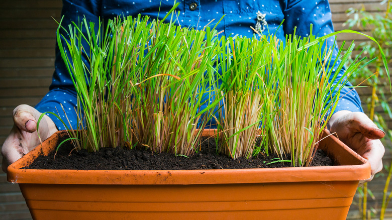 Woman holding a pot growing lemongrass