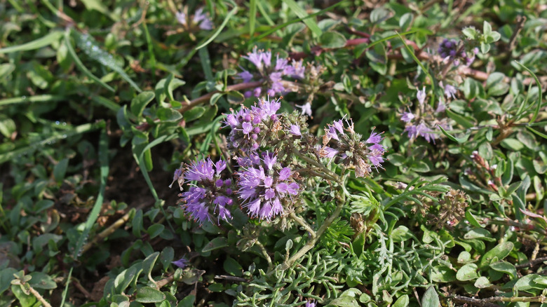 Pennyroyal che cresce come copertura del terreno con fioriture viola
